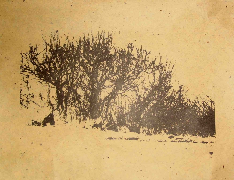Trees-1