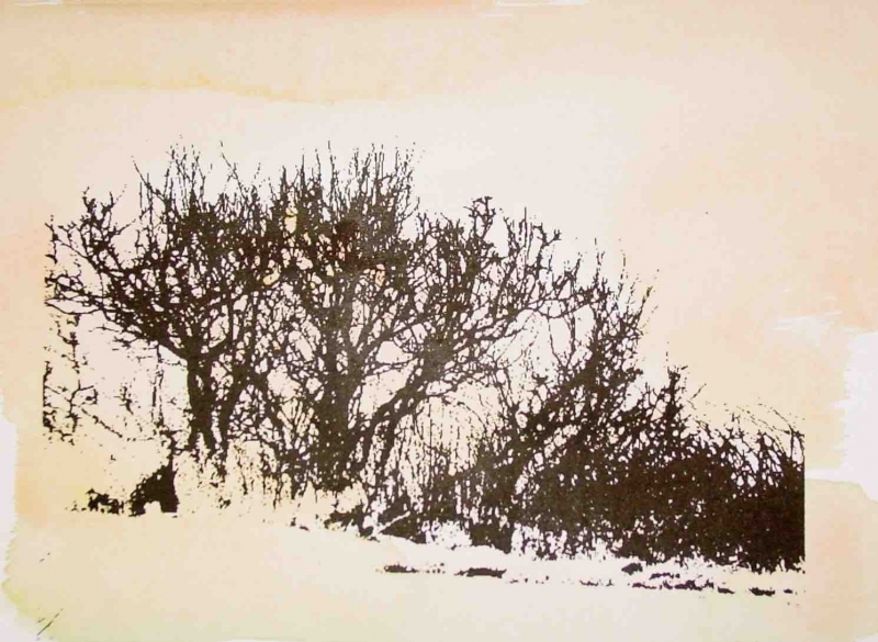 Trees-4