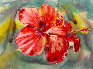 Hibiscus; 30 x 23 cm